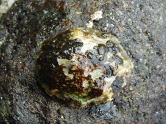 Cellana testudinaria