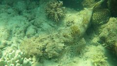 Cymbacephalus parilis