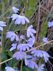 Scaevola aemula