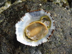 Cellana testudinaria