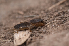 Gryllotalpa gryllotalpa