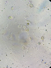 Lactarius carbonicola