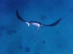 Mobula alfredi