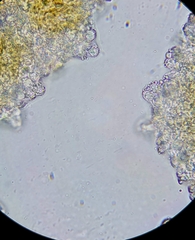 Lactarius carbonicola