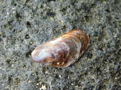 Septifer bilocularis