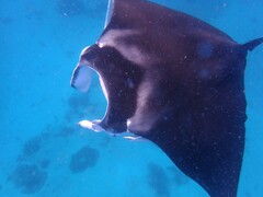Mobula alfredi