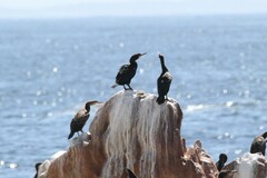 Phalacrocorax capensis