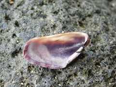 Septifer bilocularis