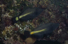 Meuschenia flavolineata