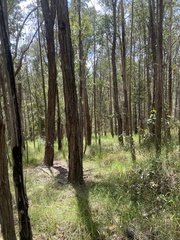 Eucalyptus acmenoides