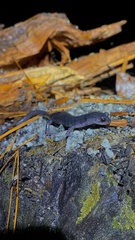 Plethodon metcalfi