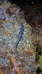 Plethodon metcalfi