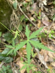 Hydrocotyle geraniifolia
