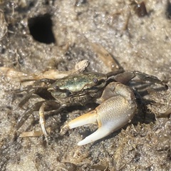 Minuca longisignalis