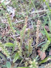 Plantago varia