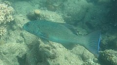 Plectropomus leopardus