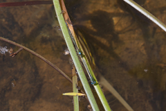 Austroagrion watsoni