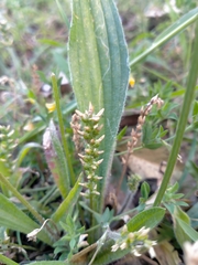 Plantago varia