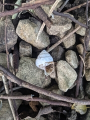 Satsuma sphaeroconus