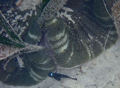 Stichodactyla haddoni