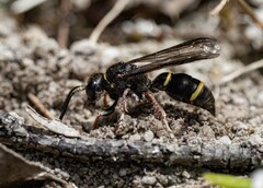 Austrogorytes bellicosus