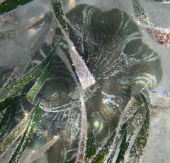 Stichodactyla haddoni