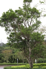 Glochidion rubrum