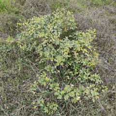 Zygophyllum fabago