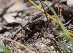 Austrogorytes bellicosus