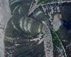 Stichodactyla haddoni