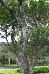 Glochidion rubrum