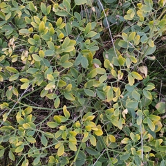 Zygophyllum fabago