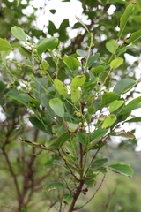 Glochidion rubrum