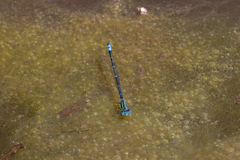 Austroagrion watsoni