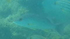 Lutjanus russellii