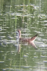 Hydrophasianus chirurgus