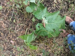 Phytomyza albiceps group