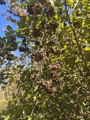 Physocarpus intermedius