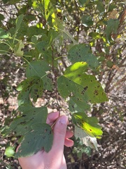 Physocarpus intermedius