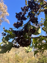 Physocarpus intermedius