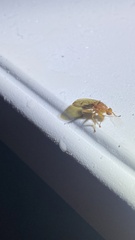 Suillia longipennis