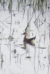 Hydrophasianus chirurgus