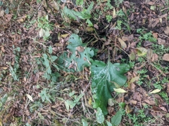 Phytomyza albiceps group