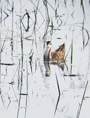 Hydrophasianus chirurgus