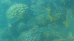 Lutjanus carponotatus