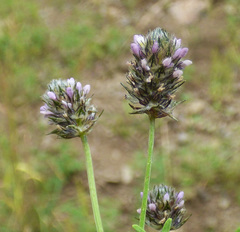 Dalea polygonoides
