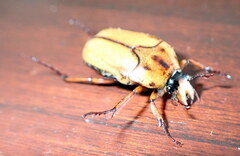 Lomaptera cinnamomea