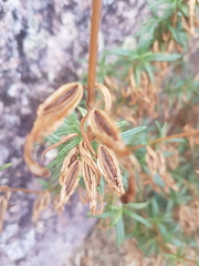 Diplacus