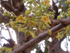 Sterculia africana