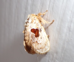 Chalcocelis albiguttatus